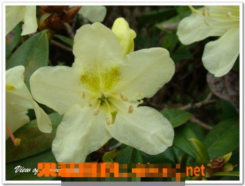 三花杜鹃的功效与作用