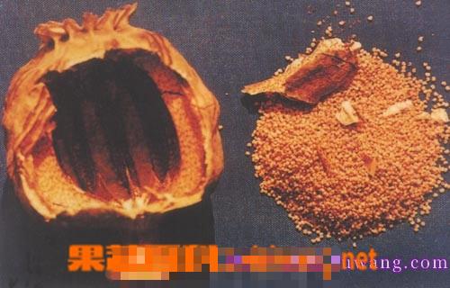 罂粟壳的功效与作用