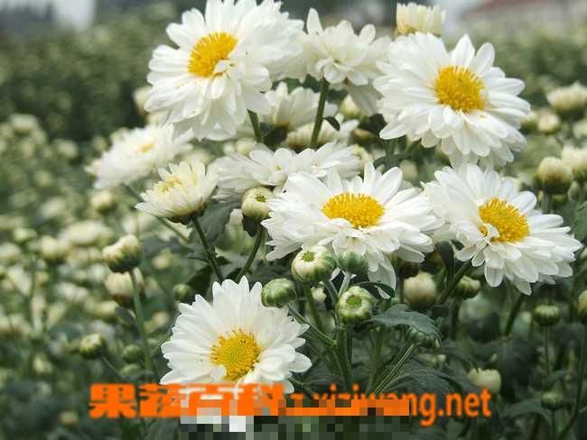 杭白菊的功效