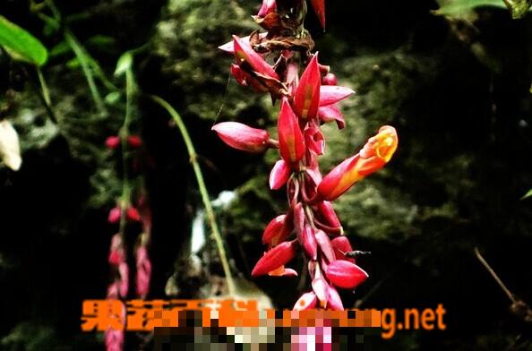 红花山牵牛的功效与作用