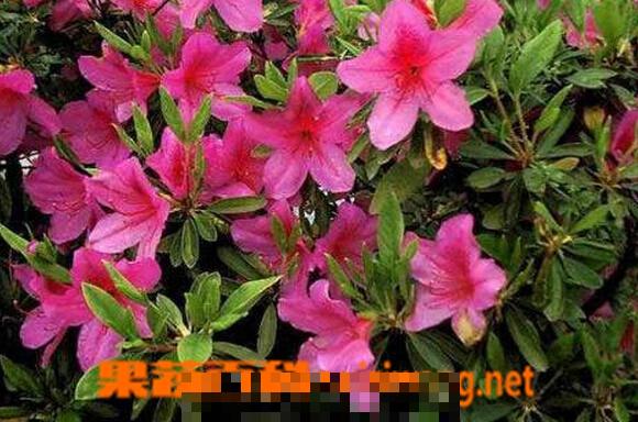 杜鹃的功效与作用