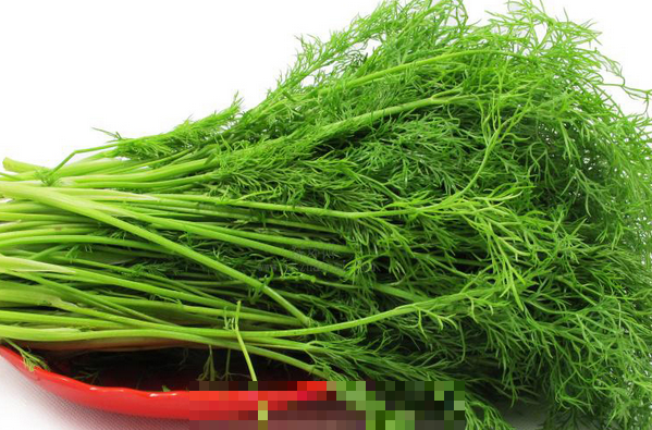 茴香菜的营养价值与功效
