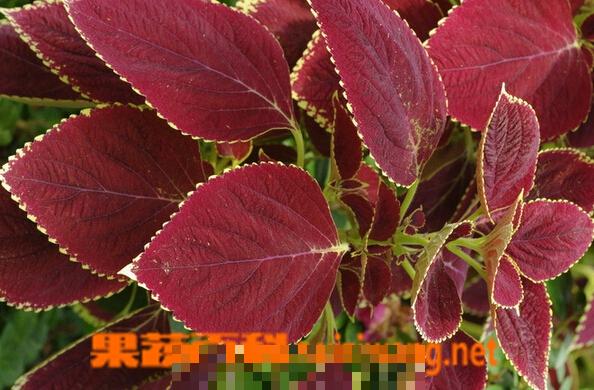 紫色的野菜有哪些 紫色的野菜是什么名字
