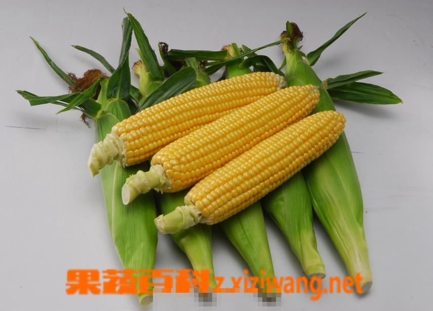玉米高产技术
