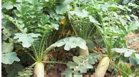 大萝卜冬天储存方法