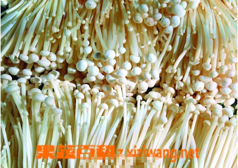 大棚金针菇高产管理法,金针菇增产方法