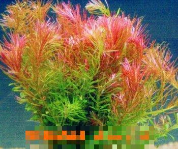 牛顿草的功效与培育