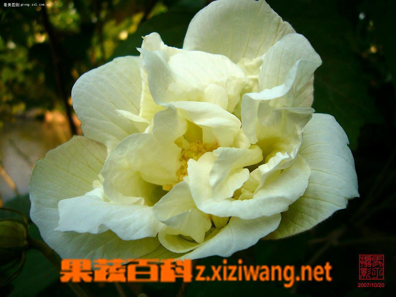 芙蓉花的作用