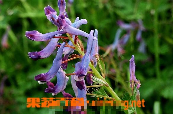 山慈菇的功效与作用