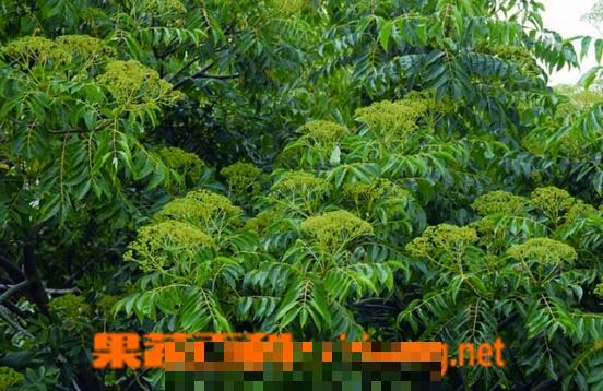 贼仔叶的功效与作用