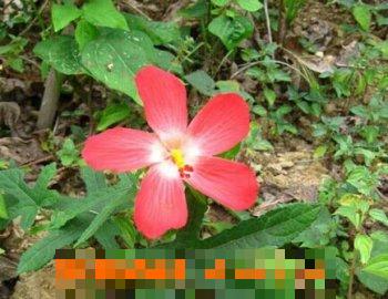 人参花怎么吃比较好 人参花吃法
