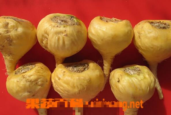 玛咖的功效与作用