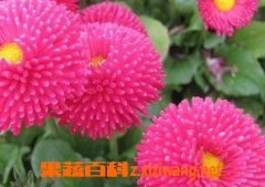 千日红的功效与作用