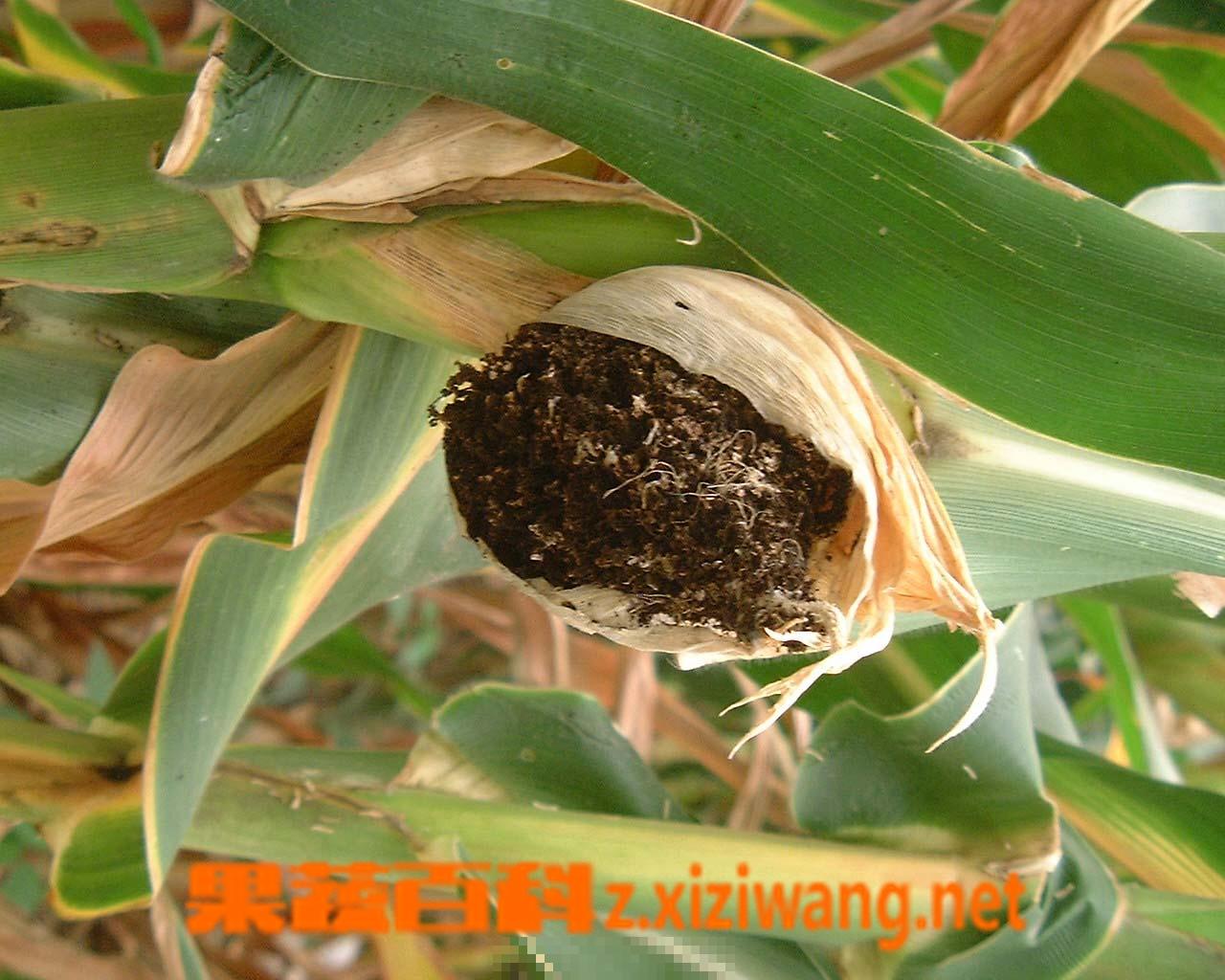 玉米黑粉病症状和防治方法