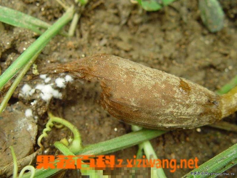 丝瓜绵腐病防治方法