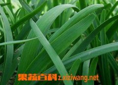 韭菜和什么不能一起吃