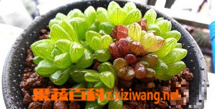 多肉植物冰灯玉露养殖方法和注意事项