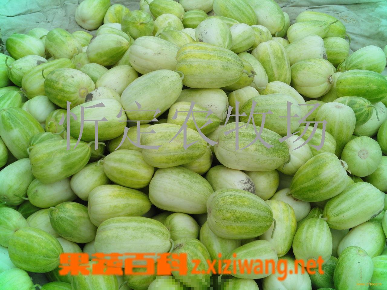 怎么选甜瓜,甜瓜挑选方法