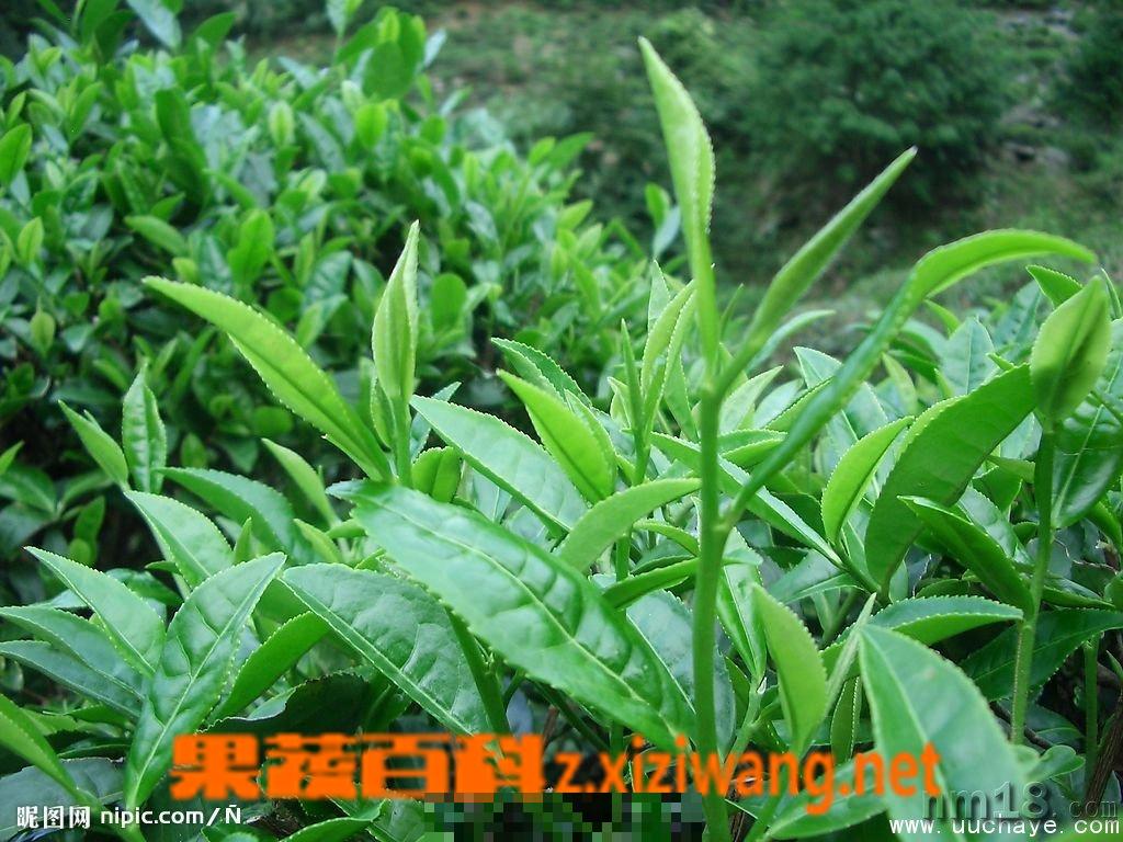 功夫茶艺