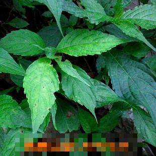 球花马蓝的功效与作用