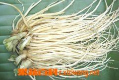韭菜根的药用价值和功效作用