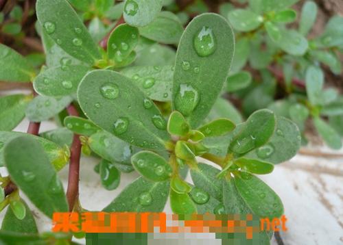 马齿苋的药用价值