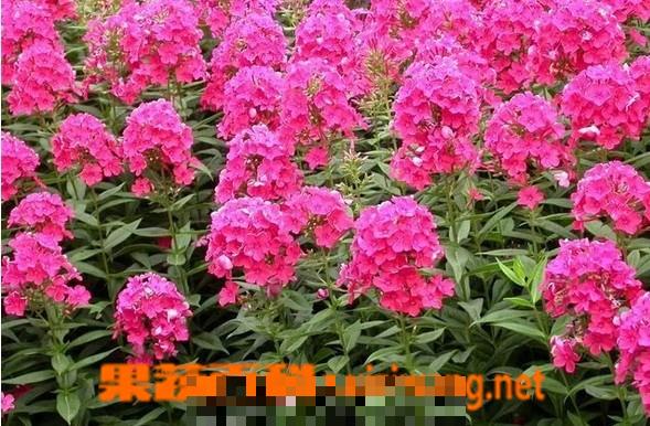 宿根福禄考的功效与作用 宿根福禄考栽培注意事项