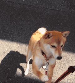 秋田柴犬傻傻分不清 秋田犬和柴犬哪个好养