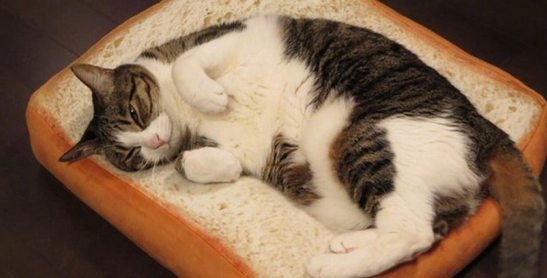 猫咪专用面包形座垫在哪买 长期和猫一起睡觉好吗