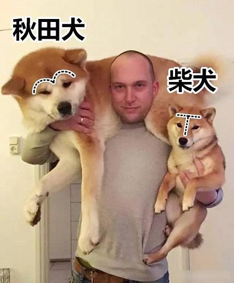 秋田柴犬傻傻分不清 秋田犬和柴犬哪个好养