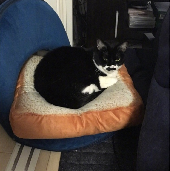 猫咪专用面包形座垫在哪买 长期和猫一起睡觉好吗