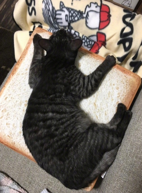 猫咪专用面包形座垫在哪买 长期和猫一起睡觉好吗