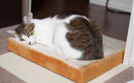 猫咪专用面包形座垫在哪买 长期和猫一起睡觉好吗