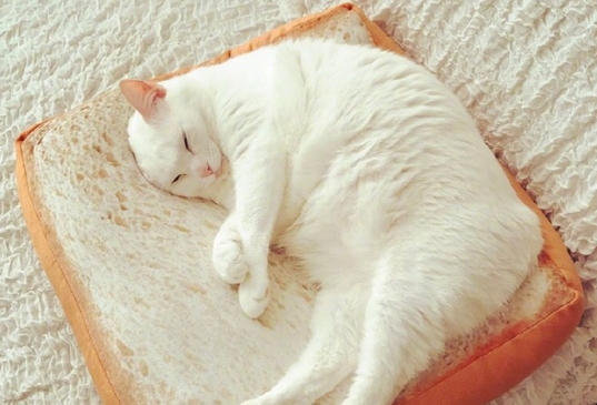 猫咪专用面包形座垫在哪买 长期和猫一起睡觉好吗