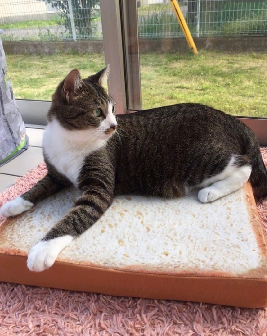 猫咪专用面包形座垫在哪买 长期和猫一起睡觉好吗