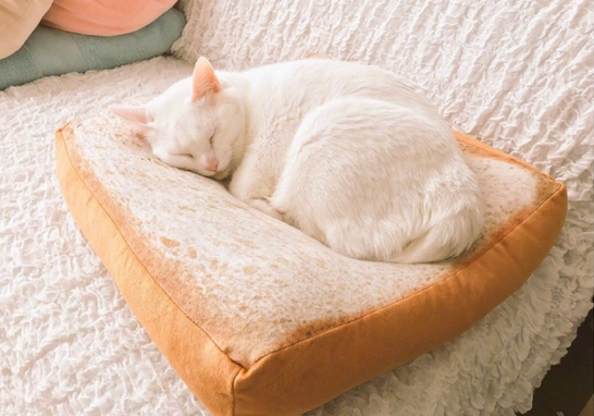 猫咪专用面包形座垫在哪买 长期和猫一起睡觉好吗