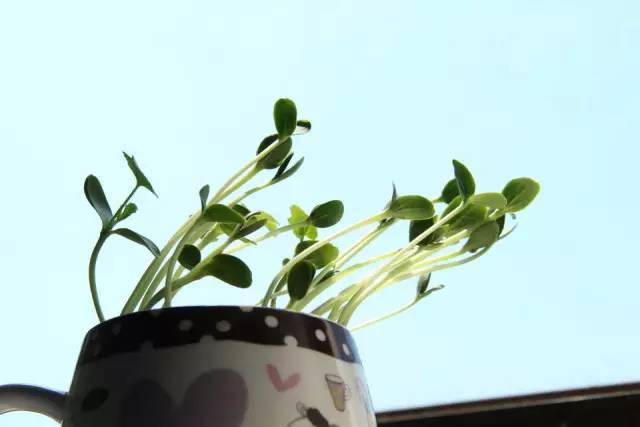 在家里这样种水果比花还好看 家里花盆可以种什么水果