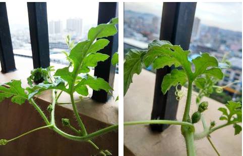 在家里这样种水果比花还好看 家里花盆可以种什么水果