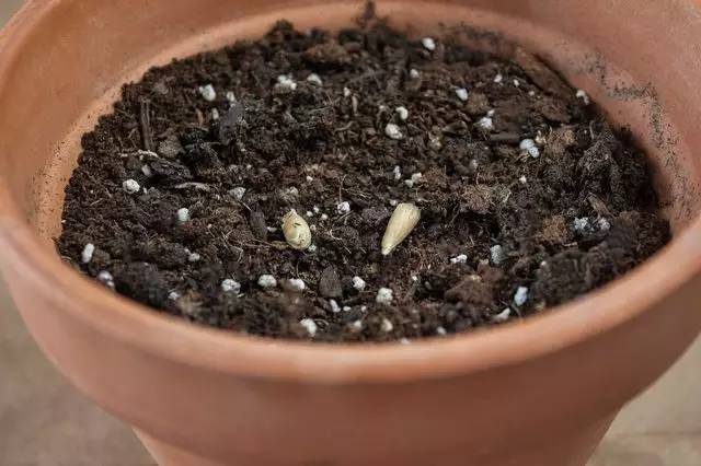 在家里这样种水果比花还好看 家里花盆可以种什么水果