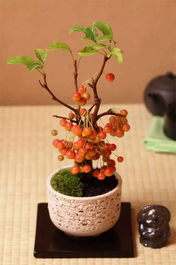 在家里这样种水果比花还好看 家里花盆可以种什么水果