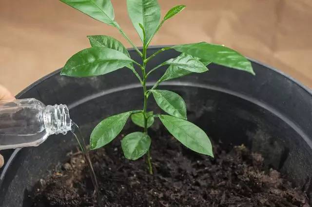 在家里这样种水果比花还好看 家里花盆可以种什么水果