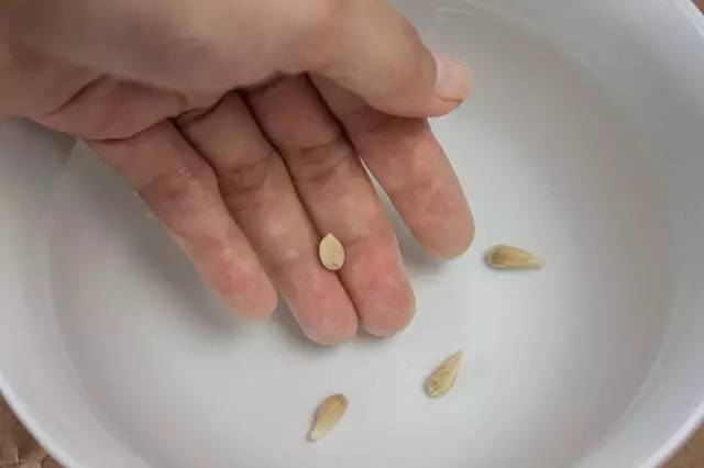 在家里这样种水果比花还好看 家里花盆可以种什么水果