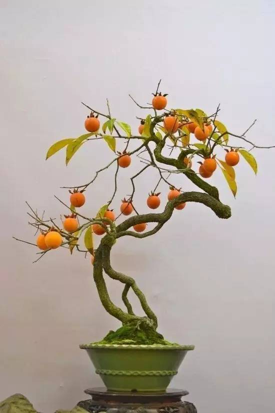 在家里这样种水果比花还好看 家里花盆可以种什么水果