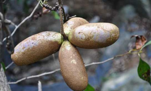 八月瓜可以做菜么 八月瓜可以泡茶喝吗