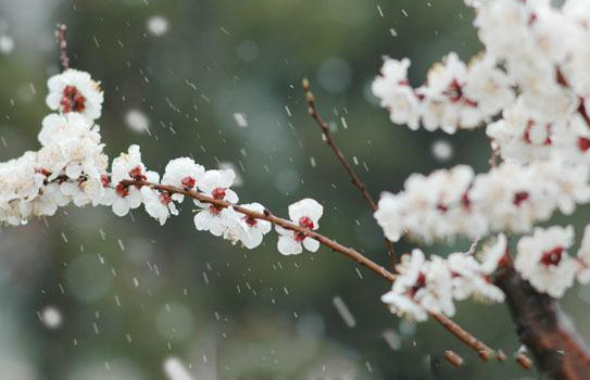 为什么春天会下雪 春天下雪什么兆头