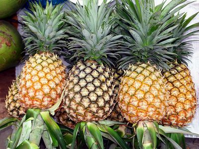 凤梨是菠萝吗 揭秘12类相似食物