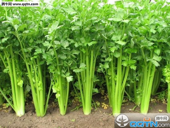 芹菜叶子能吃吗 芹菜如何保存