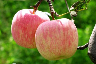 打蜡苹果如何区分 多食打蜡苹果致癌