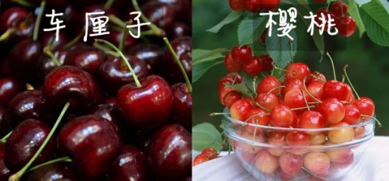 凤梨是菠萝吗 揭秘12类相似食物
