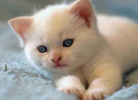 为什么猫听到梳子的声音会吐 猫咪听到刮梳子声音呕吐的原因